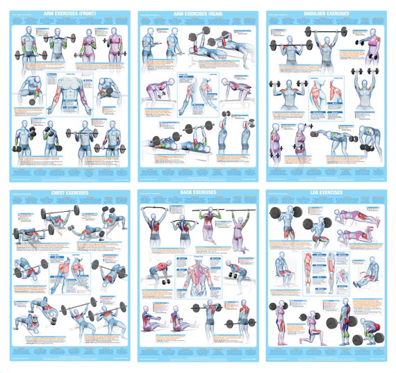 Bodybuilding Anatomy Exercise Chart