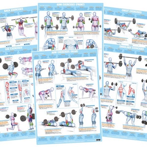 Kraftsportübungen Poster | Bodycycling Übungskarten | Alle Muskelgruppen | Langhantel- und Kurzhantelübungen | Set aus 6 Postern