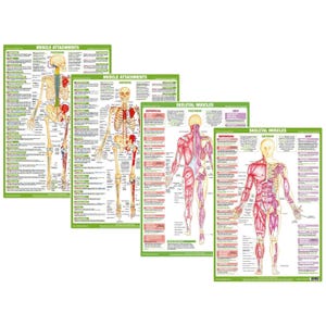 Posters menselijke anatomie | A2-formaat | Grafieken menselijke anatomie | Waterdicht, hygiënisch synthetisch polypapier