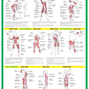 Golf Swing Training Poster | Golf instruction Chart