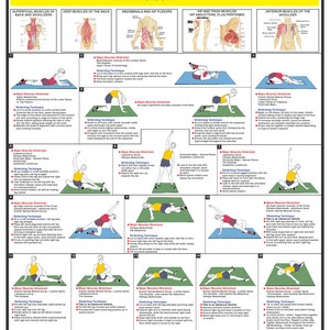 Puede incluir: Una gu&iacute;a ilustrada colorida para ejercicios de estiramiento del tronco y la espalda. La gu&iacute;a incluye 19 estiramientos diferentes con instrucciones detalladas e ilustraciones de los m&uacute;sculos que se estiran. La gu&iacute;a tambi&eacute;n incluye pautas de estiramiento y consejos para una respiraci&oacute;n y postura adecuadas.