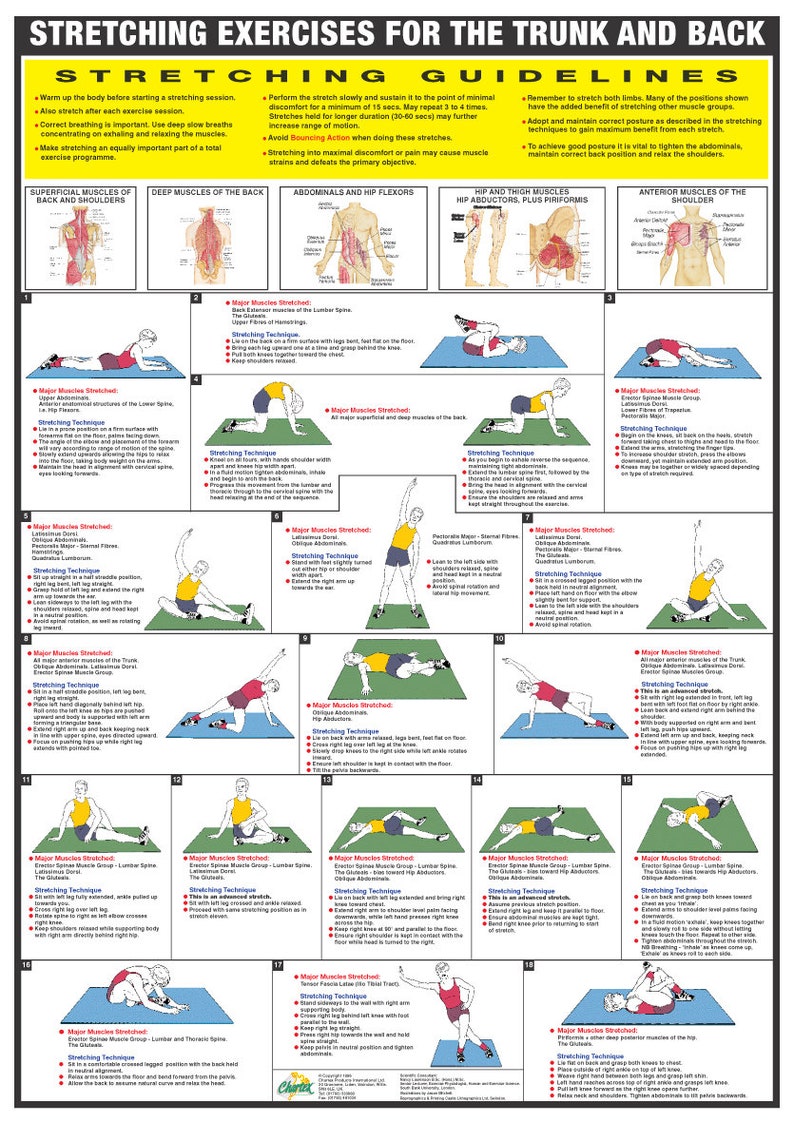 Puede incluir: Una gu&iacute;a ilustrada colorida para ejercicios de estiramiento del tronco y la espalda. La gu&iacute;a incluye 19 estiramientos diferentes con instrucciones detalladas e ilustraciones de los m&uacute;sculos que se estiran. La gu&iacute;a tambi&eacute;n incluye pautas de estiramiento y consejos para una respiraci&oacute;n y postura adecuadas.