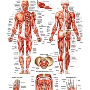 Muscular System Poster | Human Anatomy | Waterproof Synthetic Poly-Paper