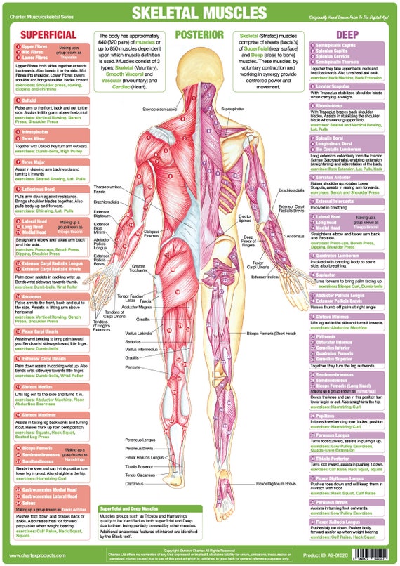 Leg Muscle Chart Diagram