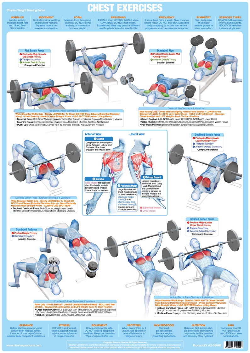 Barbells Attachments Sporting Goods Back Muscles Weight Training And Body Building Poster Gym Exercise Chart