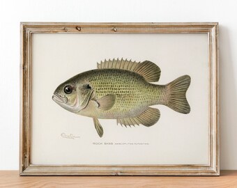 Fishing lodge decor | Etsy