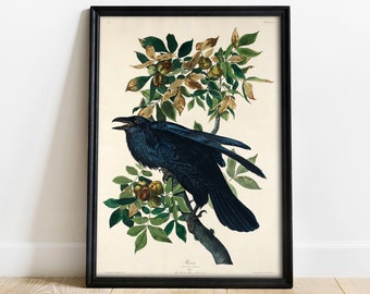 Raven Art Etsy - raven print antique bird painting vintage drawing poster wall art decor black raven bird nature print bird l!   overs gift c424