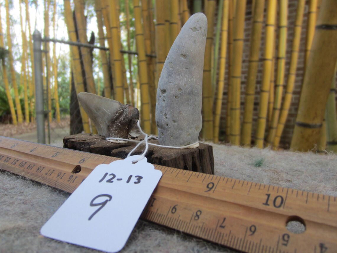 Natural Beautiful Ironwood Shark Tooth. Great For Aquarium Etsy