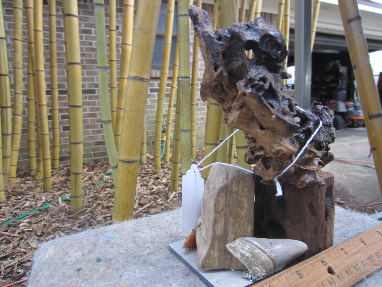 Natural Beautiful Ironwood Shark Tooth. Great For Aquarium Etsy