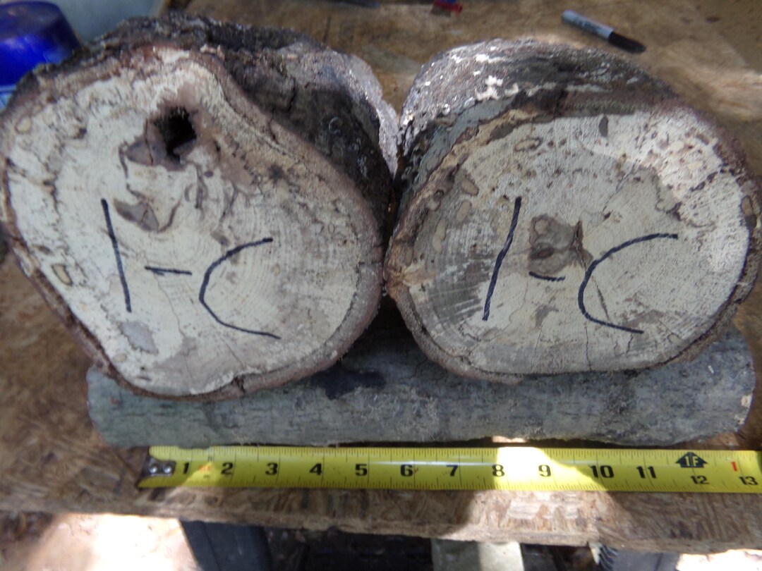 Spalted Live Edge Ash Rounds for Wood Turning or Wood Crafts../ - Etsy