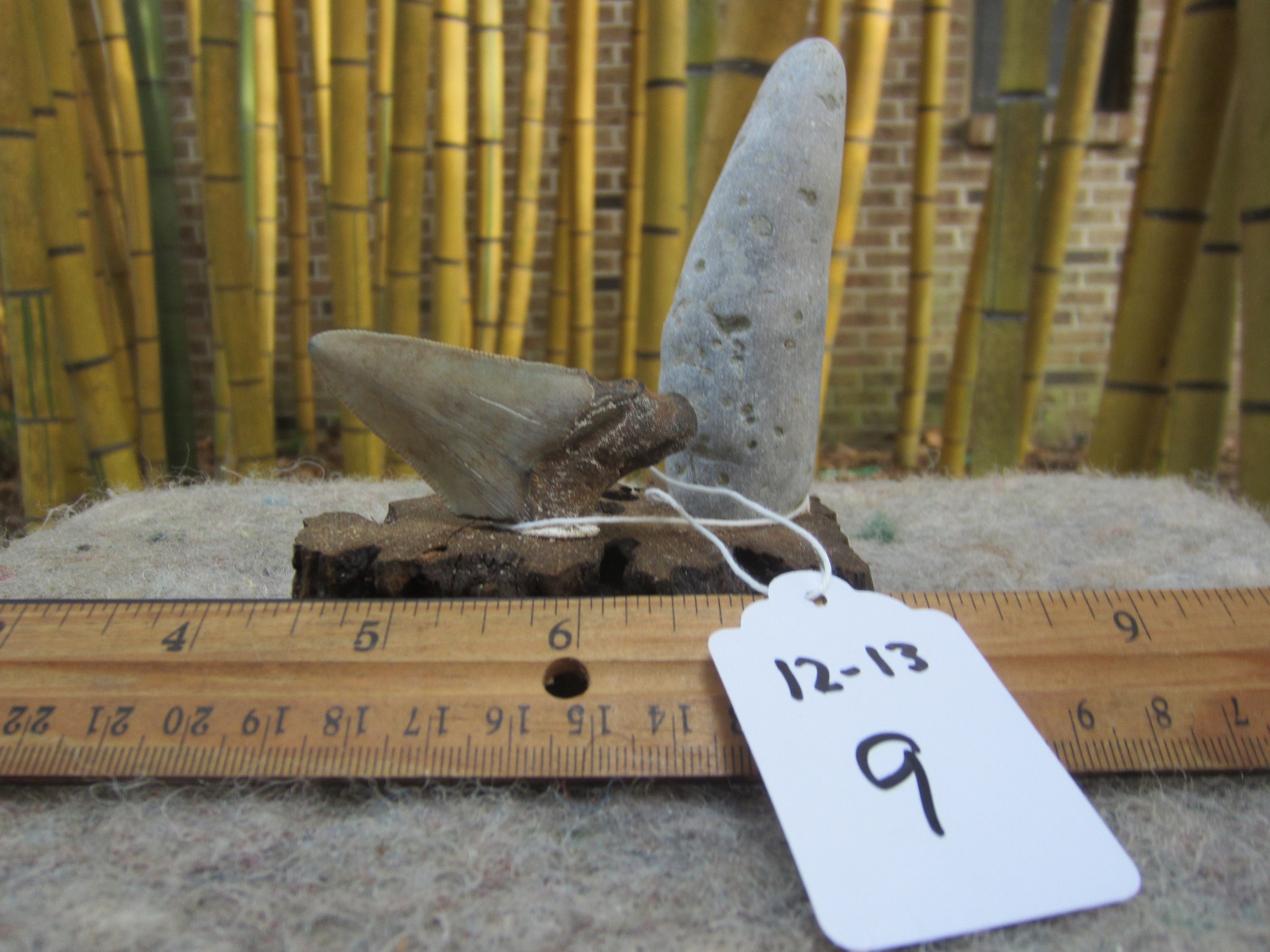 Natural Beautiful Ironwood Shark Tooth. Great For Aquarium Etsy