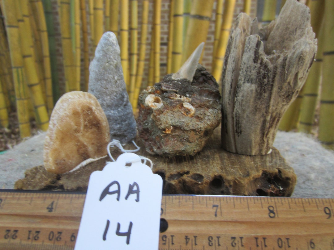 Natural Beautiful Ironwood Shark Tooth. Great For Aquarium Etsy.de