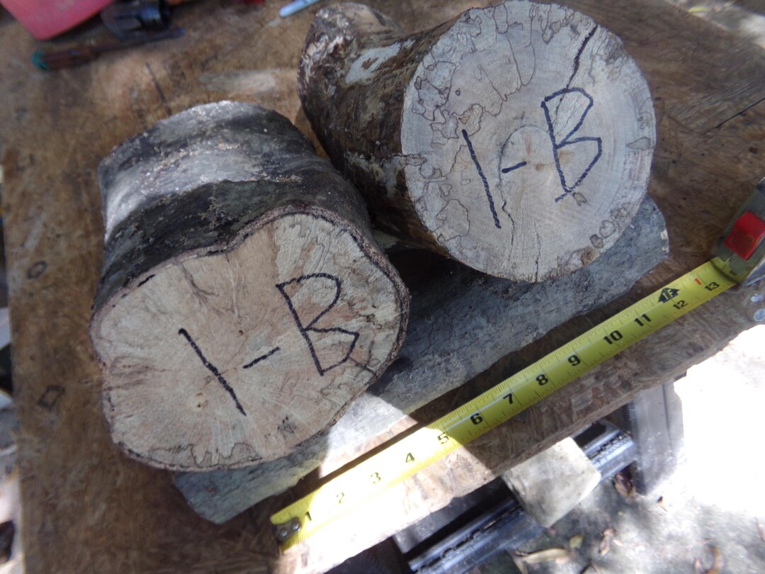 Spalted Live Edge Ash Rounds for Wood Turning or Wood Crafts../ - Etsy