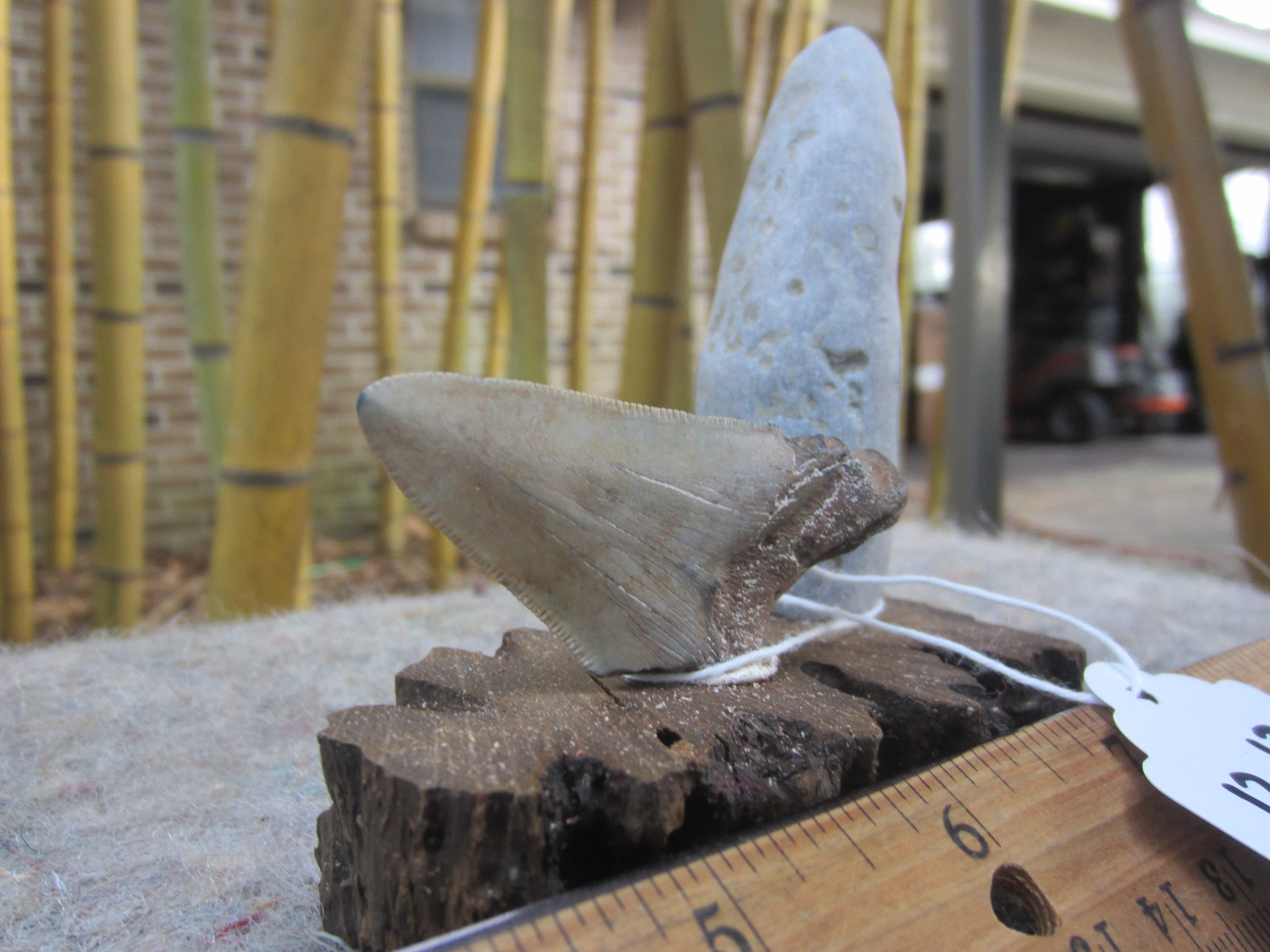 Natural Beautiful Ironwood Shark Tooth. Great For Aquarium Etsy