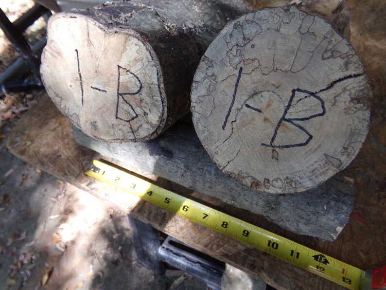 Spalted Live Edge Ash Rounds for Wood Turning or Wood Crafts../ - Etsy