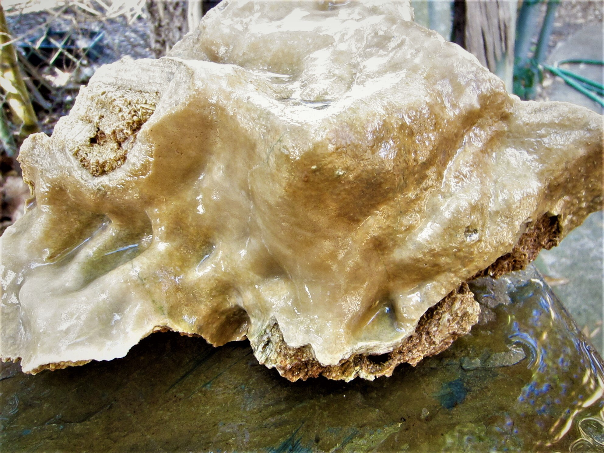 Calcite Flow Cave Rock / Limestone / Aquarium Terrarium / Etsy