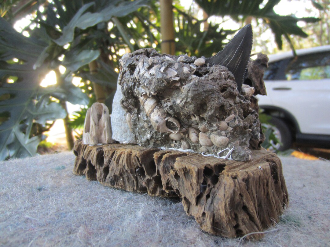Natural Beautiful Ironwood With Shark Tooth. This Piece is Amazing Home Decor or Aquarium Use