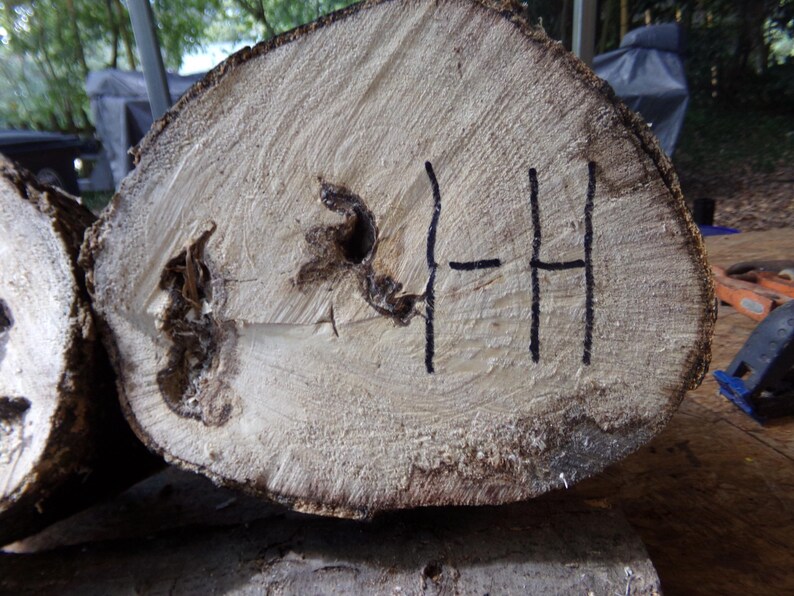 Hackberry Rough Cut Spalted Hackberry Live Edge Natural Rounds for Wood Turning or Wood ...