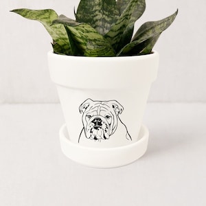 Maceta Bulldog Inglés: Maceta para suculentas de interior con platillo