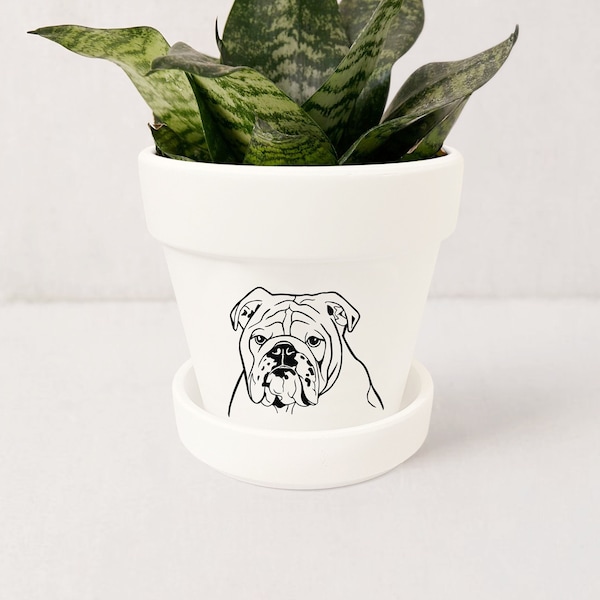 Maceta Bulldog Inglés: Maceta para suculentas de interior con platillo