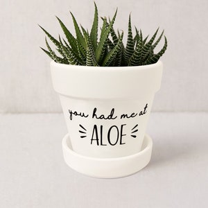 May include: White ceramic planter with a green succulent plant. The planter has the text "you had me at =ALOE=" written on it.