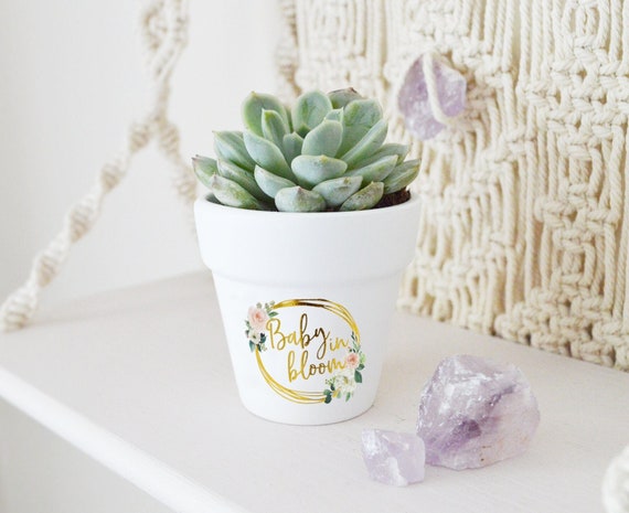 Baby in Bloom 20-pack Succulent Pots 2.5" Mini White Terra Cotta Clay Pots  Great for Succulents & Cactus, Greenery Theme Baby Shower Favors - Etsy
