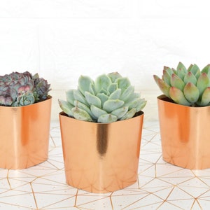 May include: Three succulent plants in copper pots. The succulents are green and have a rosette shape. The pots are a shiny copper color.