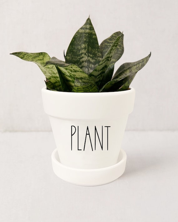 buy pink philodendron princess 4