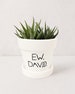 Ew, David. Planter | Funny Pots for Plants | Schitts Creek Inspired Succulent Pot | Plant Pot w/ Saucer | Plants NOT included (Matte White) 