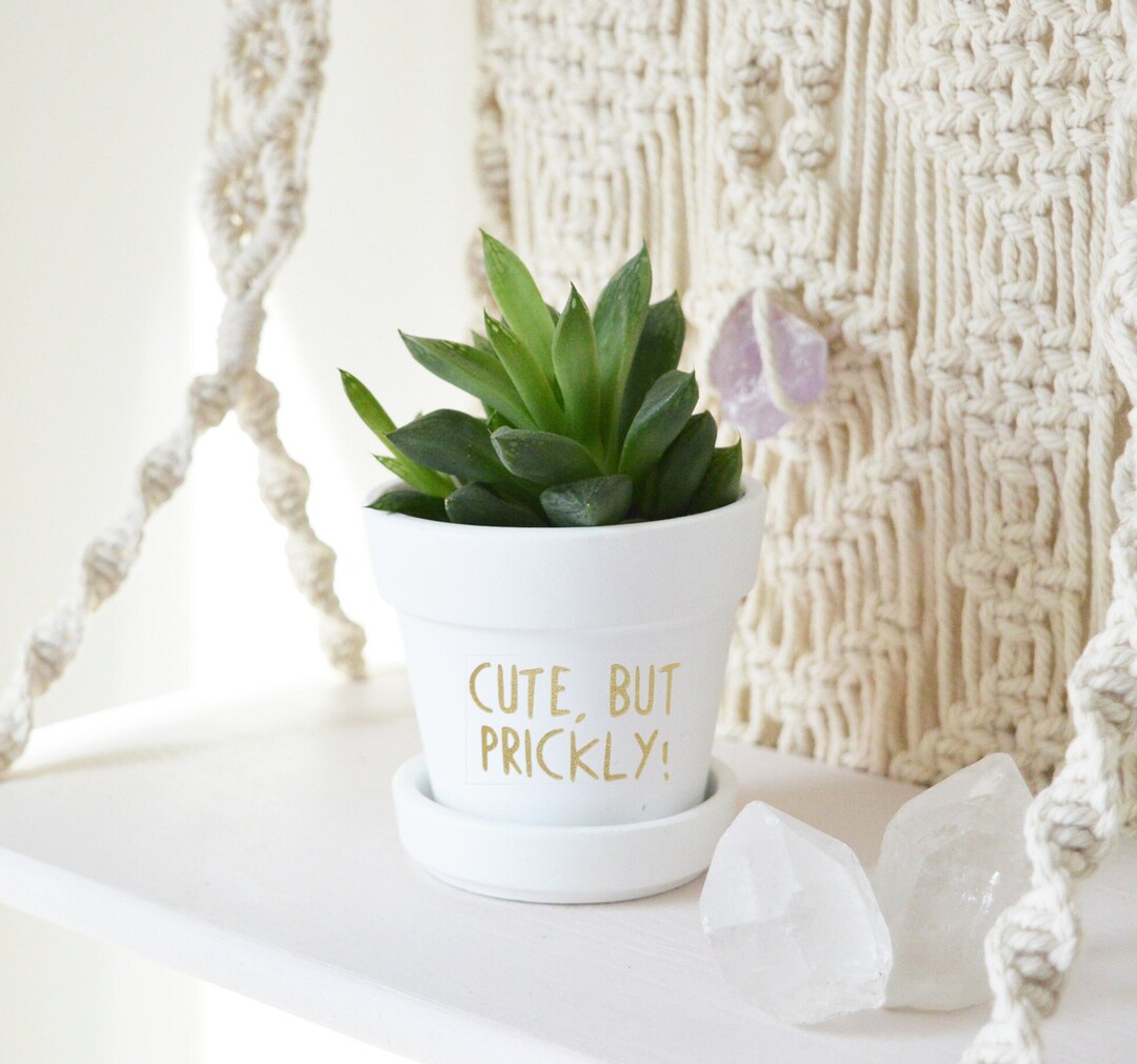 Punny Pun Plant Pot Mini | Cute, but Prickly! | 2.5" Succulent Pot ...
