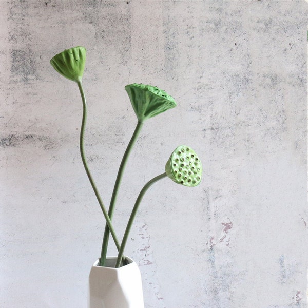 Lotus Pods Etsy