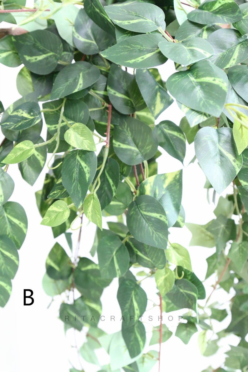 May include: A close-up of a green and yellow artificial vine with leaves. The vine is hanging down and the leaves are variegated.