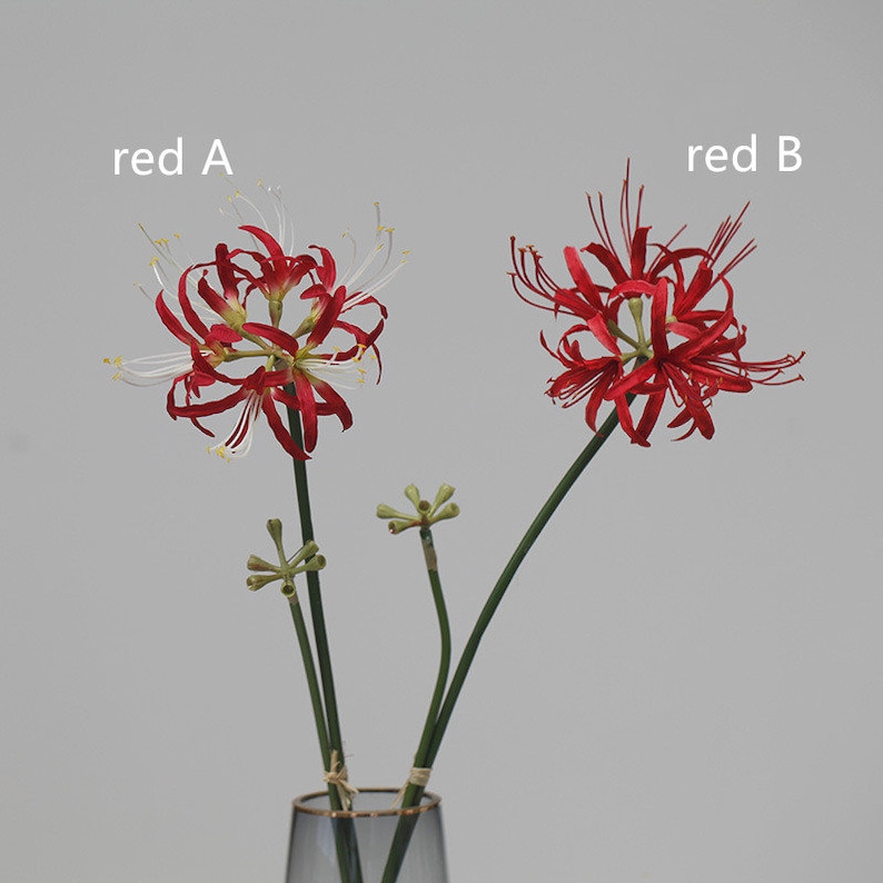 May include: Two red spider lily stems in a clear glass vase. The stem on the left has white tips on the petals. The stem on the right has all red petals. The text "red A" is above the left stem and "red B" is above the right stem.