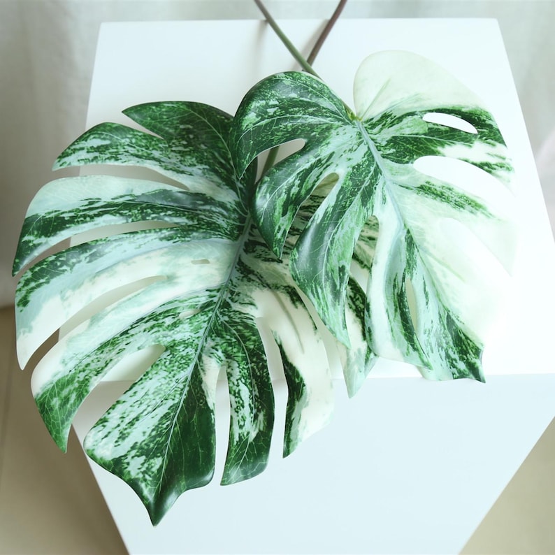 Op de afbeelding: Twee grote, gemarmerde monstera bladeren met witte en groene marmering. De bladeren zijn op een wit oppervlak gerangschikt.
