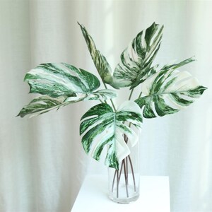 Op de afbeelding: Een boeket van kunstmatige witte en groene gemarmerde monstera bladeren in een heldere glazen vaas.