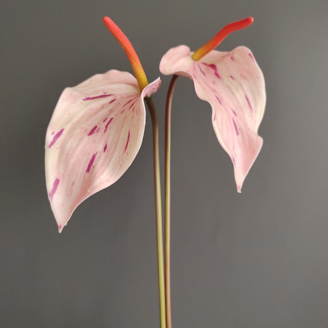 Artificial Anthurium Andraeanum Flower Fake Tropical Flower Faux Flower