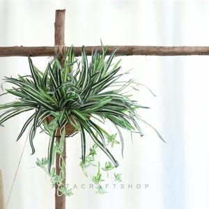 Może przedstawiać: Wisząca roślina pająk w plecionym koszu. Roślina ma długie, zielono-białe paski liści, z mniejszymi roślinami pnącymi. Kosz jest zawieszony na drewnianej konstrukcji. Widoczny jest tekst "TACRAFT SHOP".