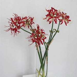 May include: A bouquet of red spider lily flowers with white tips arranged in a clear glass vase. The flowers are in a simple, modern style.