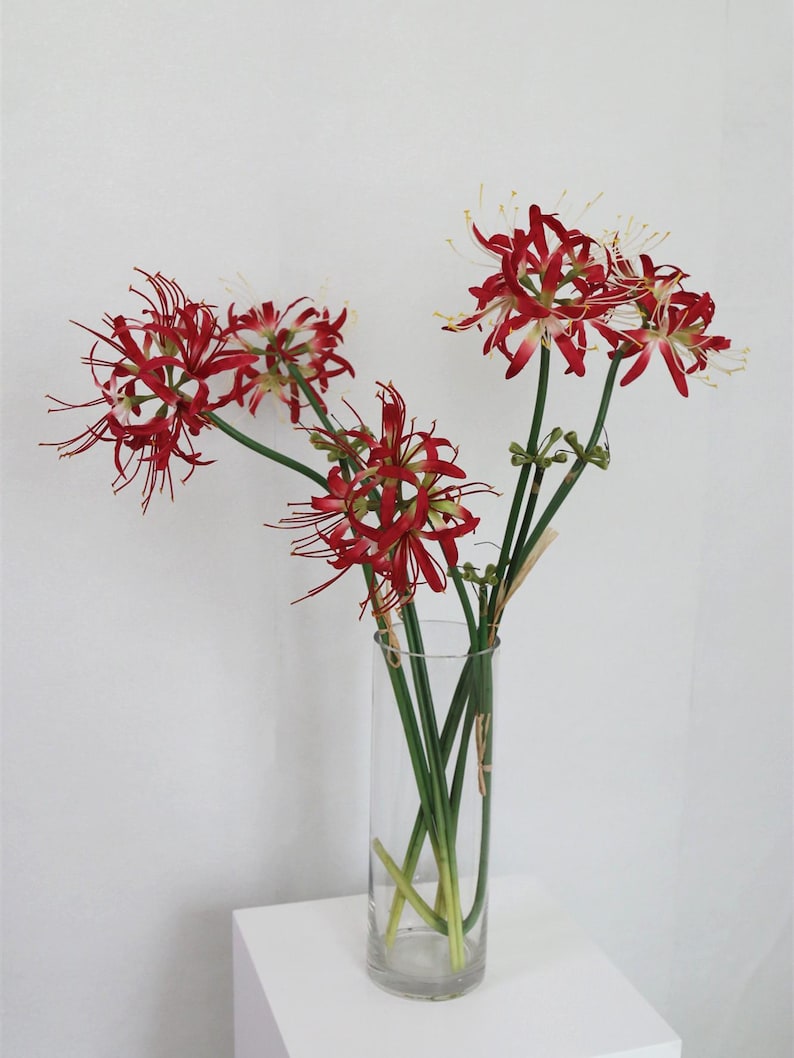 May include: A bouquet of red spider lily flowers with white tips arranged in a clear glass vase. The flowers are in a simple, modern style.