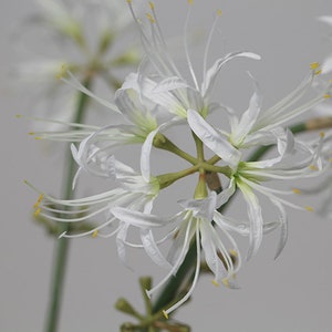 May include: A cluster of white spider lily flowers with yellow pollen. The flowers are arranged in a starburst pattern with long, thin petals.