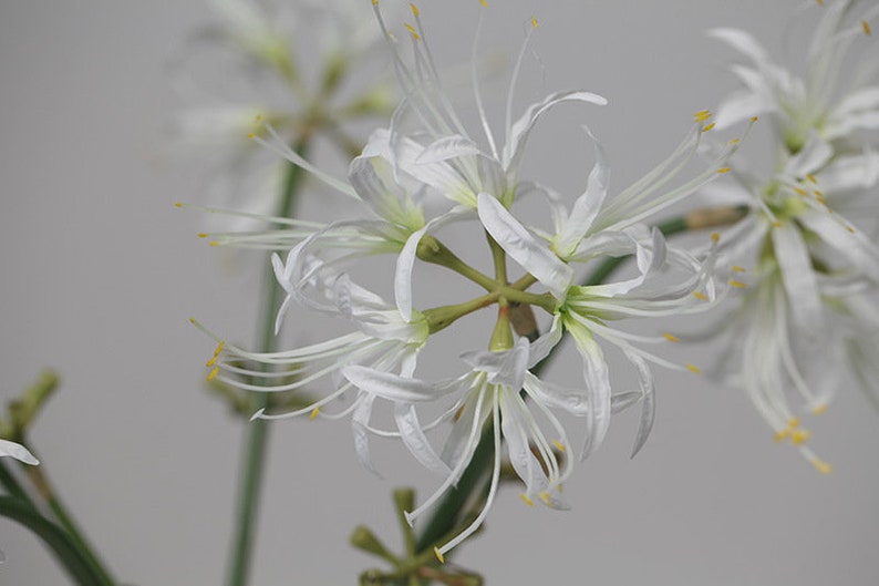 May include: A cluster of white spider lily flowers with yellow pollen. The flowers are arranged in a starburst pattern with long, thin petals.