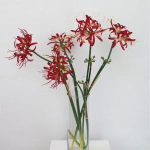 May include: A bouquet of red spider lily flowers with white tips in a clear glass vase. The flowers have long, slender stems and are arranged in a simple, elegant style.