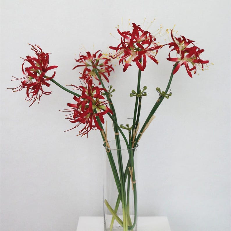 May include: A bouquet of red spider lily flowers with white tips in a clear glass vase. The flowers have long, slender stems and are arranged in a simple, elegant style.