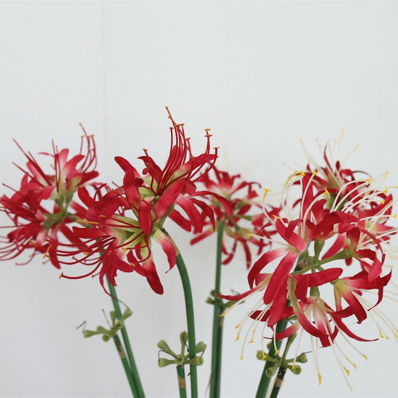 May include: A bouquet of red spider lily flowers with white tips on the petals. The flowers are arranged in a vase with green stems.