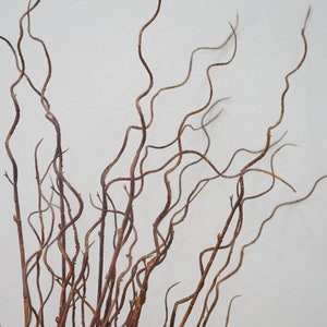 May include: A bunch of brown, curly willow branches against a white background.