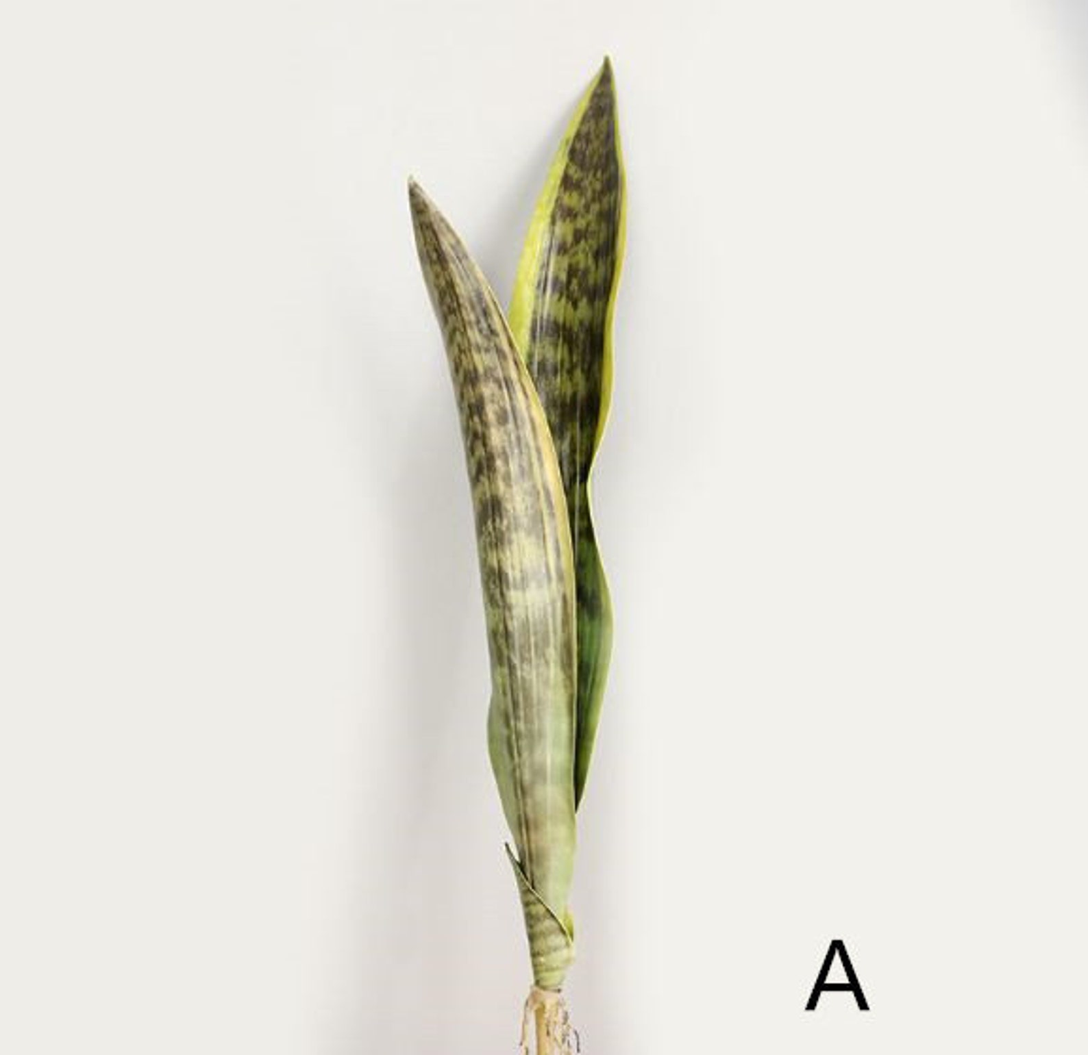 3 Stems Artificial Snake Plant Fake Sansevieria Faux House Etsy