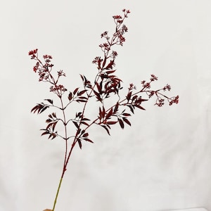 Può includere: Uno stelo floreale artificiale color bordeaux con più rami. Lo stelo presenta piccoli fiori rosso scuro e foglie appuntite. Lo stelo principale è di colore marrone-rossastro, che sfuma in verde alla base. Lo sfondo è bianco.