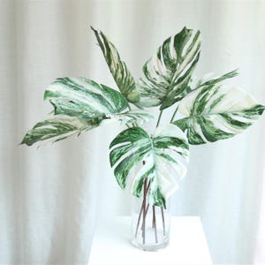Op de afbeelding: Een boeket kunstmatige bonte monstera bladeren in een transparante glazen vaas. De bladeren zijn een mix van wit en groen.