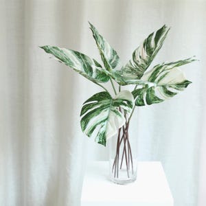 Op de afbeelding: Een boeket van witte en groene gemarmerde monstera bladeren in een heldere glazen vaas. De vaas staat op een wit oppervlak.