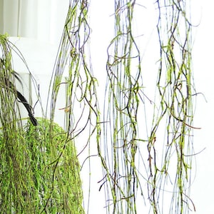 Artificial Hanging Plant Dead Branches Sticks Deadwood with Moss Faux Plant Home Decor Wall Decor Interior Design